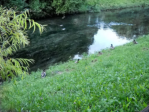 I patke uživaju u vodama i zelenilu Treviza; foto: Darinka Bolta, 2014.